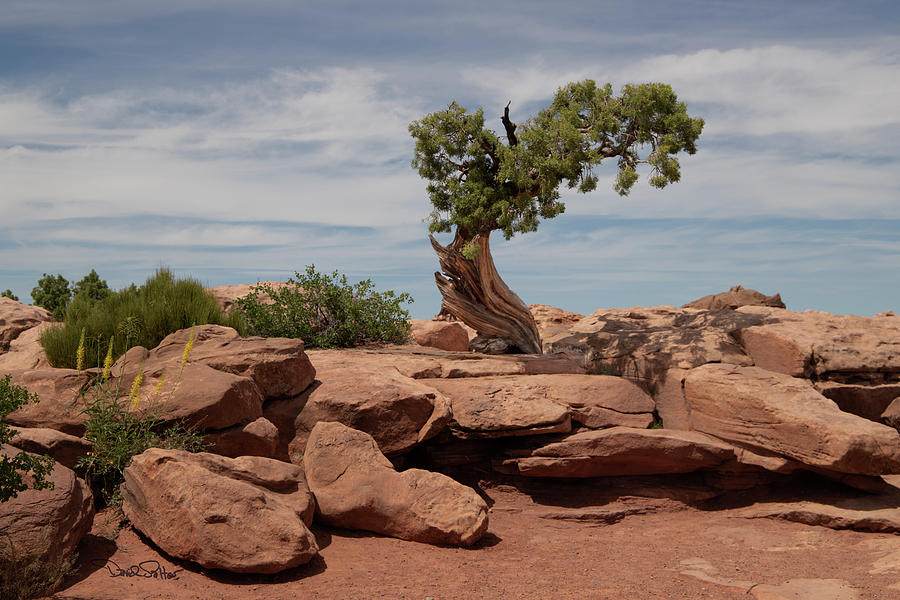 Lone Tree by David Salter Lone Tree by David Salter