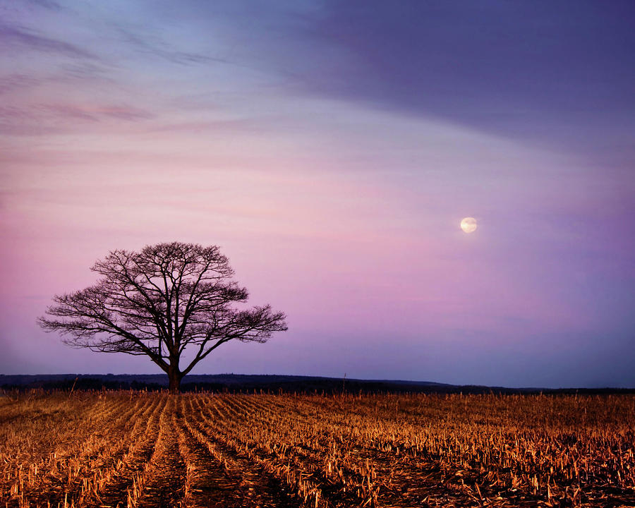 Lone Tree, Field And Moon Photograph by Nancy Rose