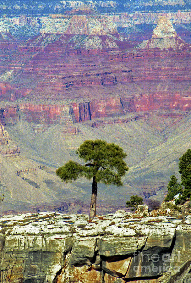 Lonesome Tree Photograph