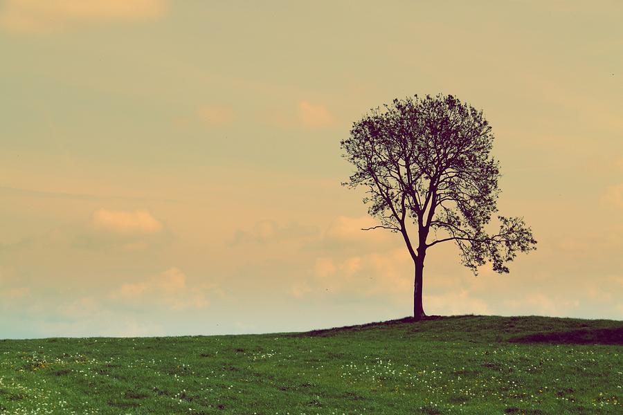 Lone Tree In A Field Photograph by T Mulraney