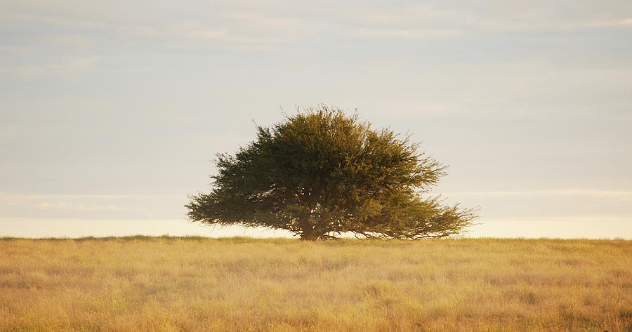 Lone Tree In Field, Argentina Photograph by Franco Rostan