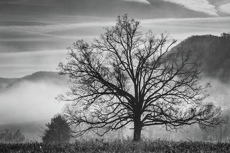 Lone tree in fog Photograph by Lloyd Gillies Lone tree in fog Photograph by Lloyd Gillies