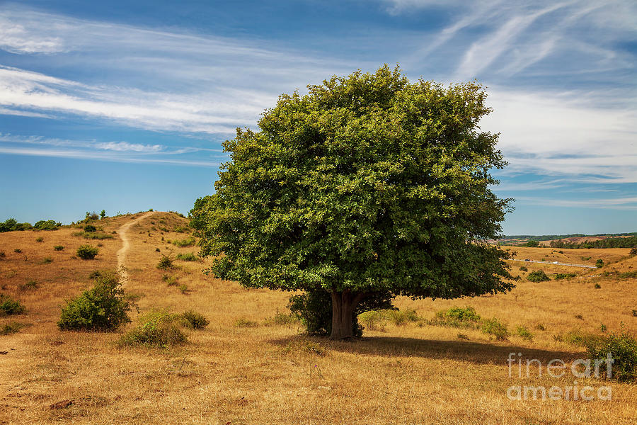 Lone tree in hilly rural landscape Photograph by Sophie McAulay