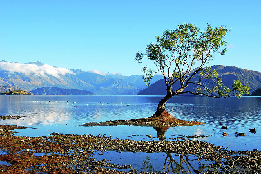 Lone Tree In Lake Wanaka Photograph by Olga Katrychenko New Zealand