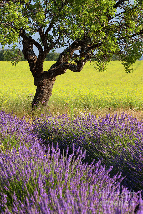 Lone Tree in Lavender and Mustard Fields Photograph by Brian Jannsen