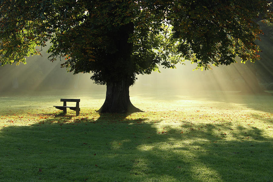 Nature Photograph - Lone Tree In Mist And Sunlight by Design Pics / Trish Punch