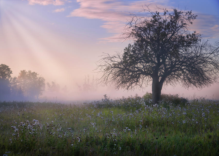 Lone Tree in Pasture by Dan Jurak Lone Tree in Pasture by Dan Jurak