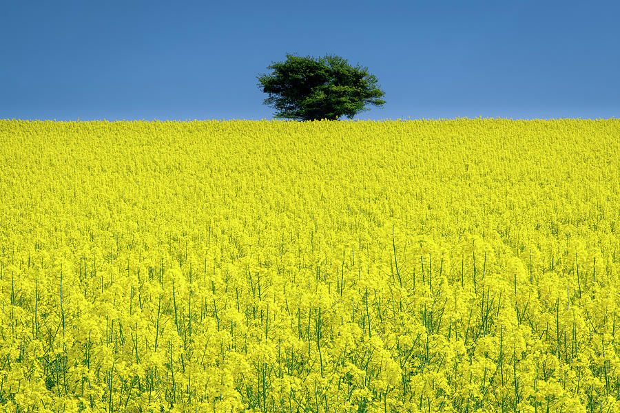 Tree Photograph - Lone Tree In Rape Field by Michael Blanchette Photography