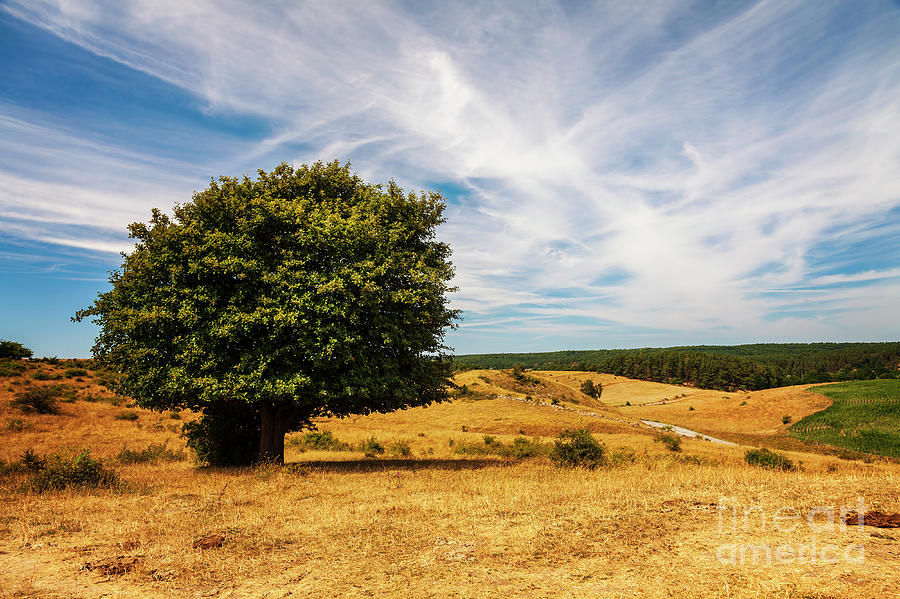 Lone tree in rural landscape Photograph by Sophie McAulay