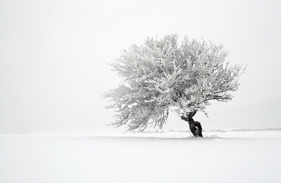 Lone Tree In Snow Covered Field Photograph by Mandarinetree
