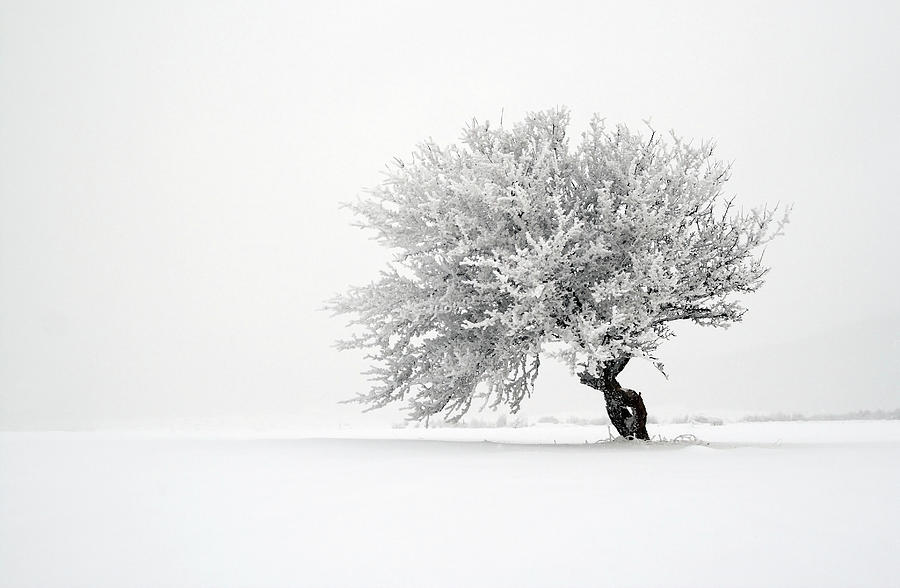 Lone Tree In The Snow In Upstate New York Background, Winter