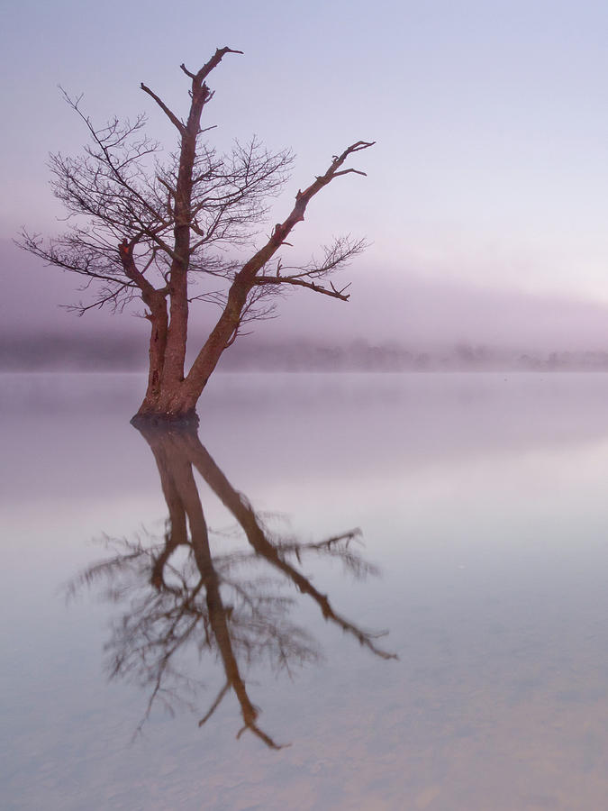 Lone tree in still lake in the mist at sunrise Photograph by Anita Nicholson