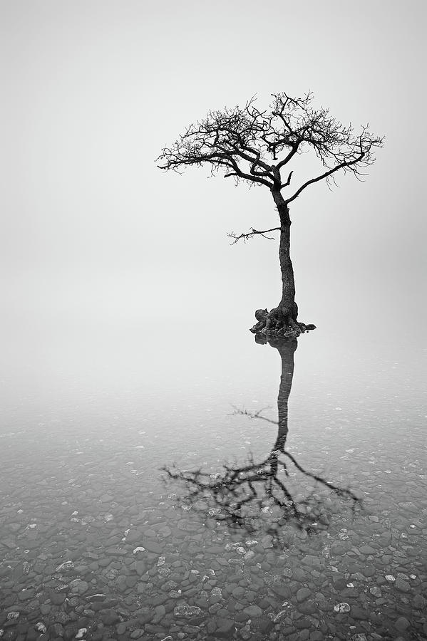 Lone Tree in the Mist Photograph by Grant Glendinning