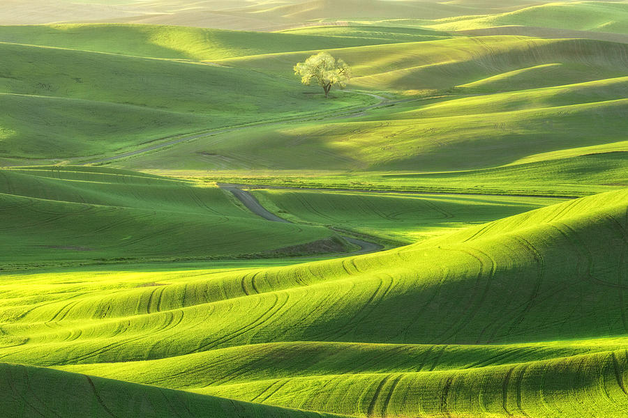 Lone Tree In The Palouse Photograph by Justinreznick