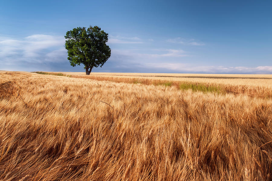Landscape Photograph - Lone Tree In Wheat Field by Michael Blanchette Photography
