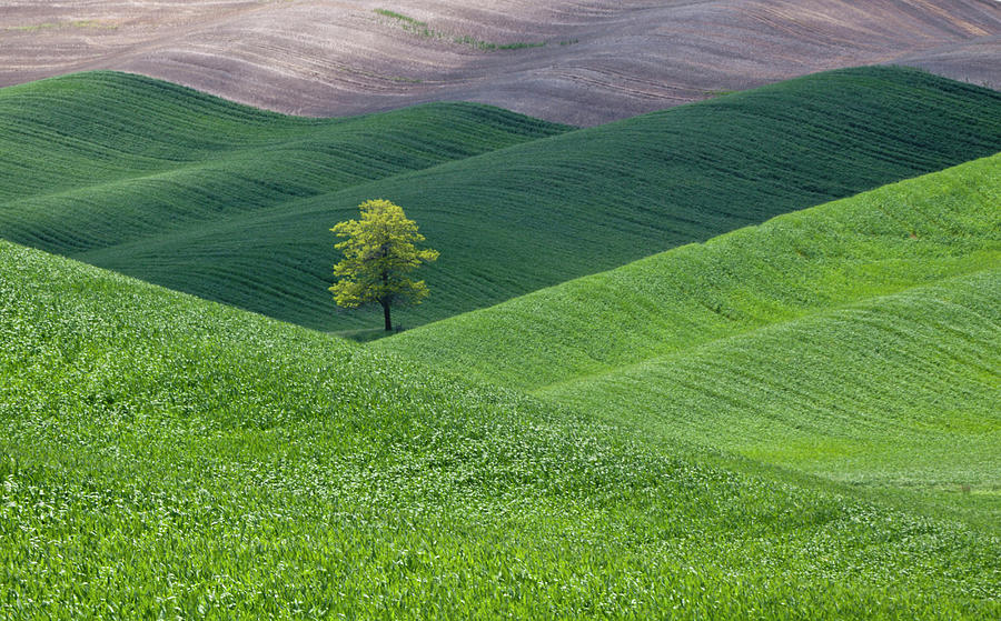 Lone Tree In Wheat Field, Palouse Photograph by Gallo Images/danita Delimont