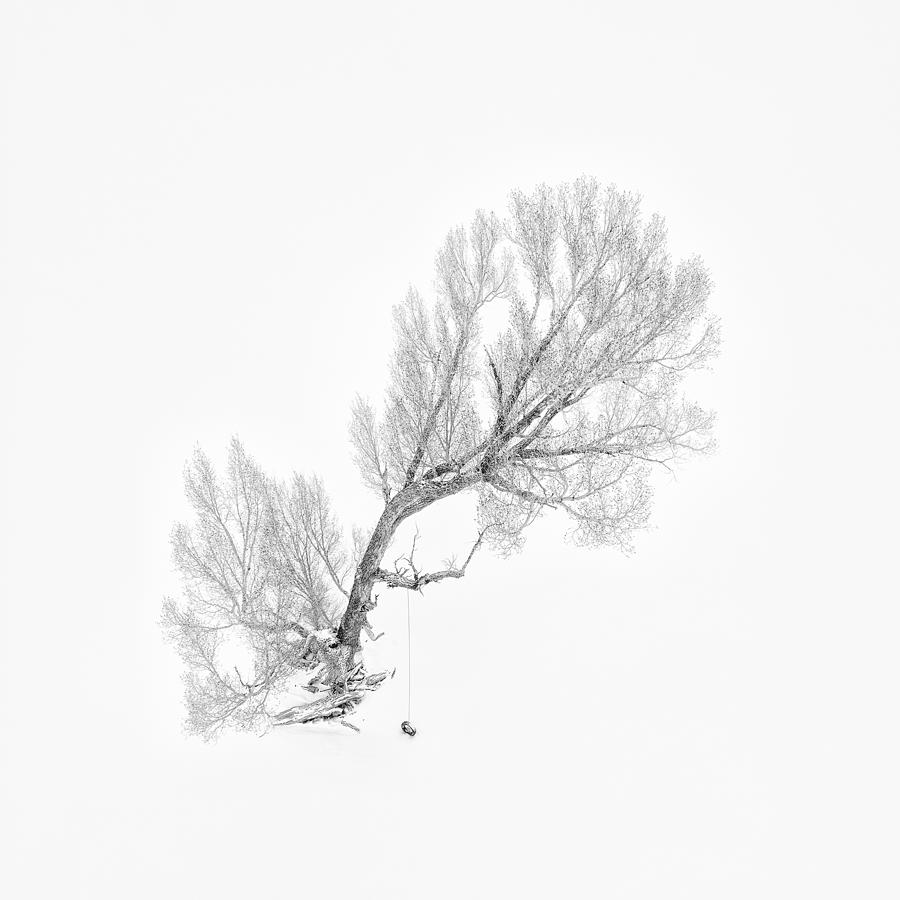 Winter Photograph - Lone Tree In Winter (aerial View) by Mei Xu