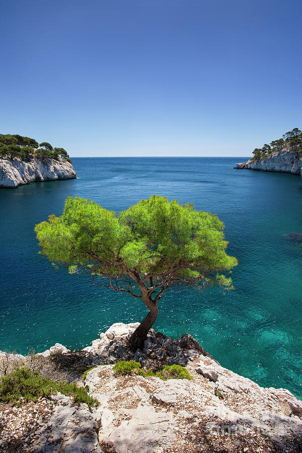 Lone Tree - les Calanques Photograph by Brian Jannsen