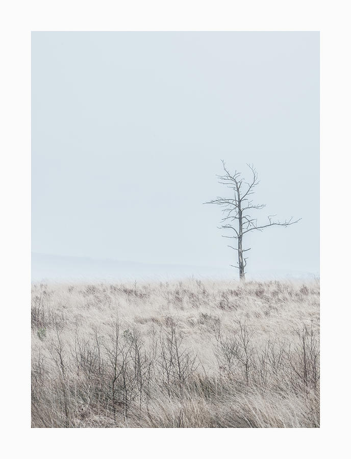 Lone Tree Photograph - Lone Tree  by Mark Mc neill