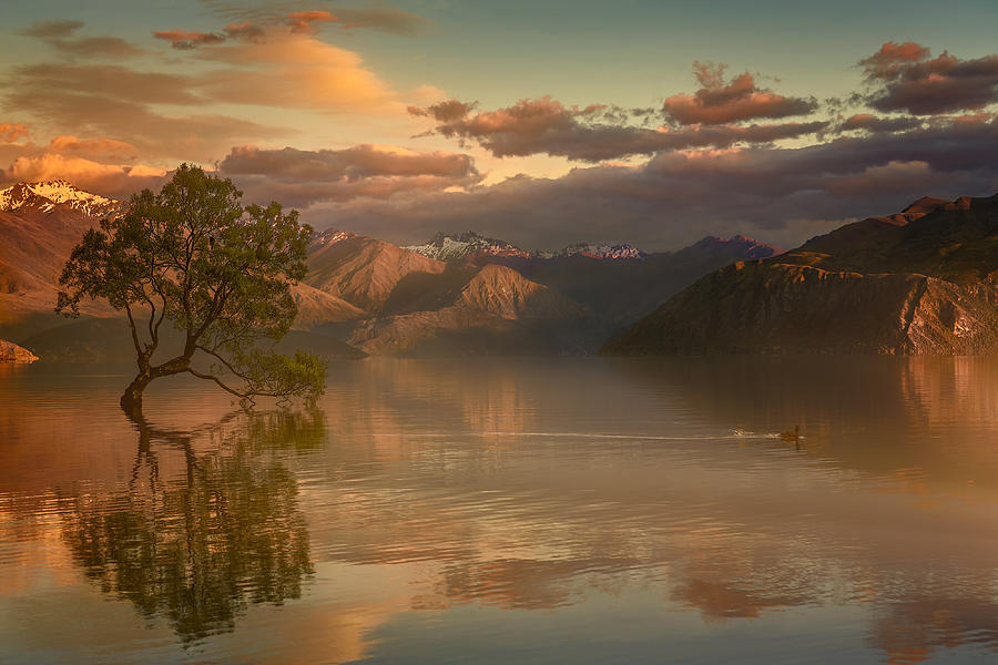 Duck Photograph - Lone Tree Not Alone by Stanley Loong