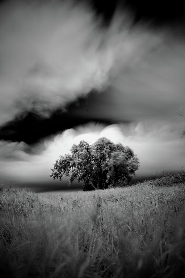 Lone tree on a hill by Trinidad Dreamscape Lone tree on a hill by Trinidad Dreamscape