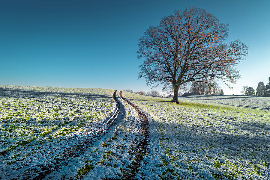 Lone Tree On A Pasture In The Winter Mood In The Blue Country. Uffing, Staffelsee, Bavaria, Germany Photograph by Christoph Olesinski