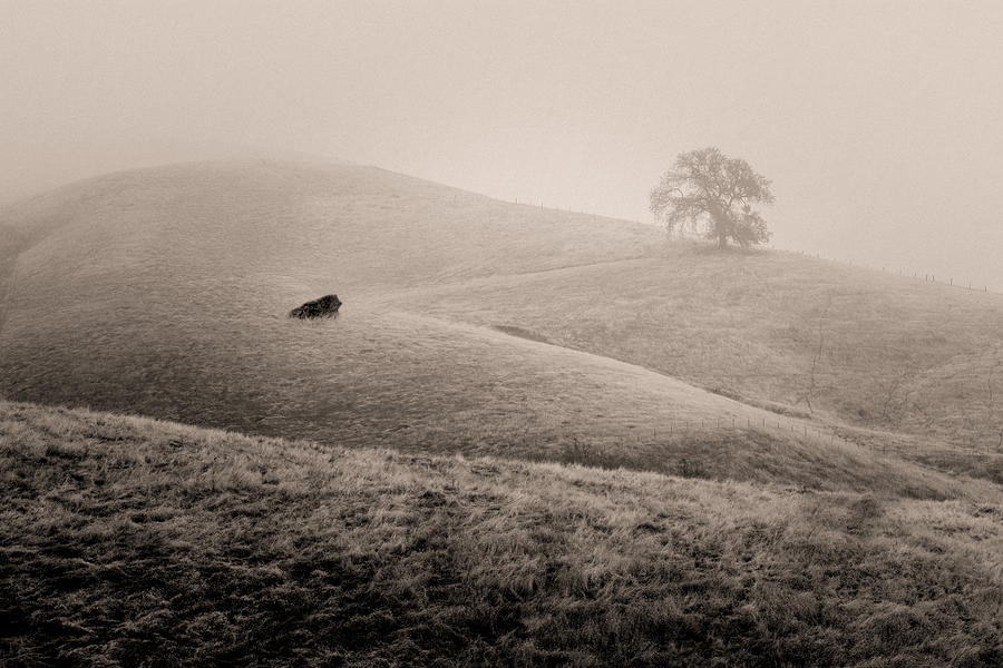 The zig-zag path to the lone tree by Alessandra RC The zig-zag path to the lone tree by Alessandra RC