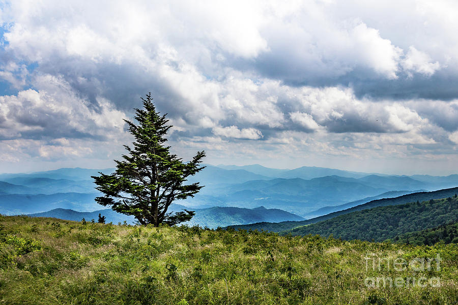 Lone Tree on Roan Mountain Photograph by Lisa Lemmons-Powers