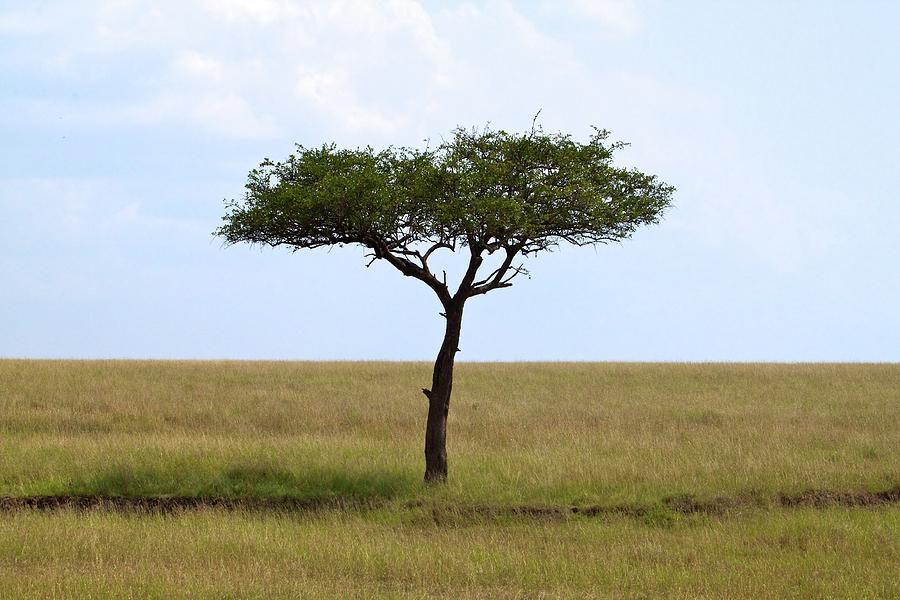 Lone Tree On Savanna Photograph by Devgnor