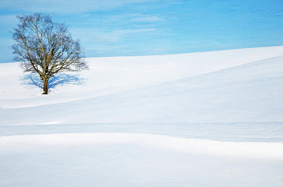 Lone Tree On Snow Mountain Photograph by Chuck Robinson Photography Lone Tree On Snow Mountain Photograph by Chuck Robinson Photography