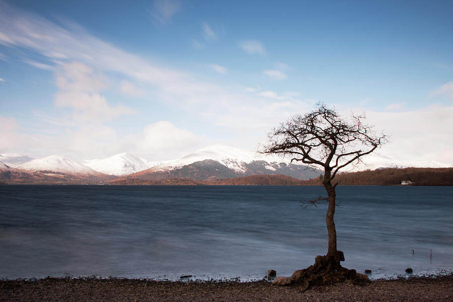 Lone Tree On The Banks Of Loch Lomond Photograph by Empato