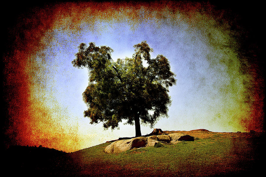 Lone Tree on the Hill Photograph by Milena Ilieva