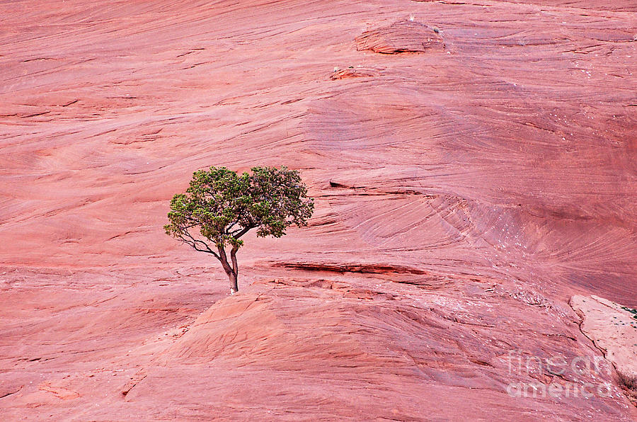 Lone Tree on the Red Rocks Photograph by Debby Pueschel