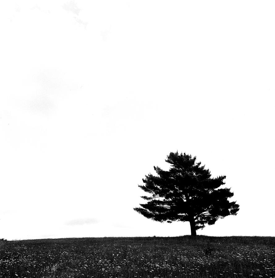 Lone Tree Photograph by Robert Natkin