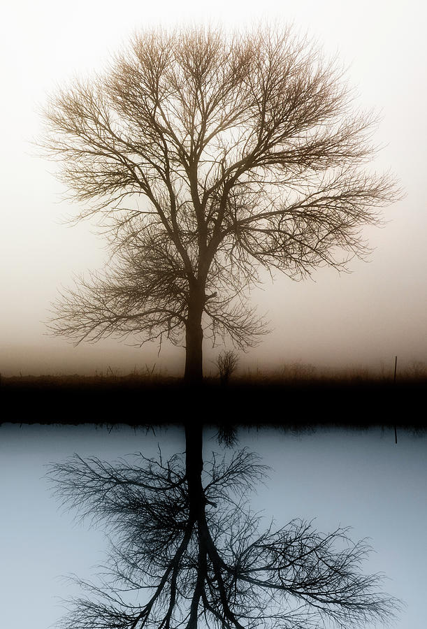 Lone tree silhouetted in fog Photograph by James Brey | Fine Art America