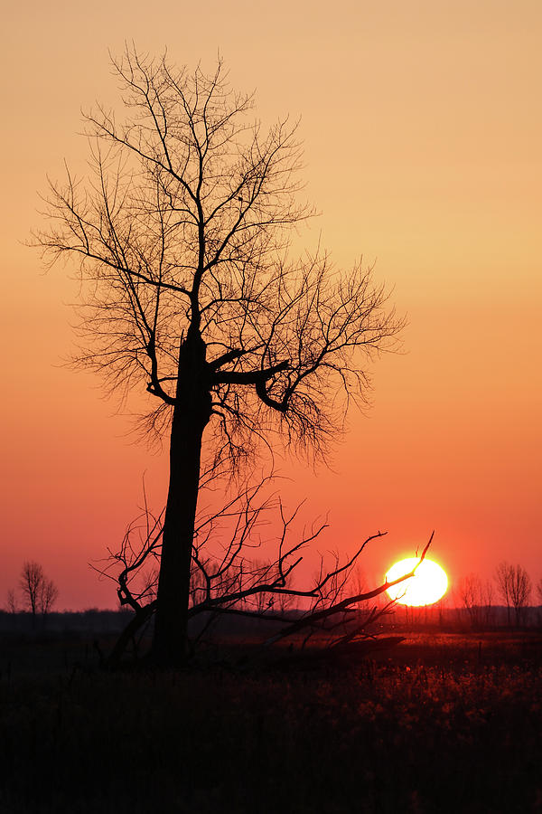 Lone Tree Sunrise Photograph by Brook Burling