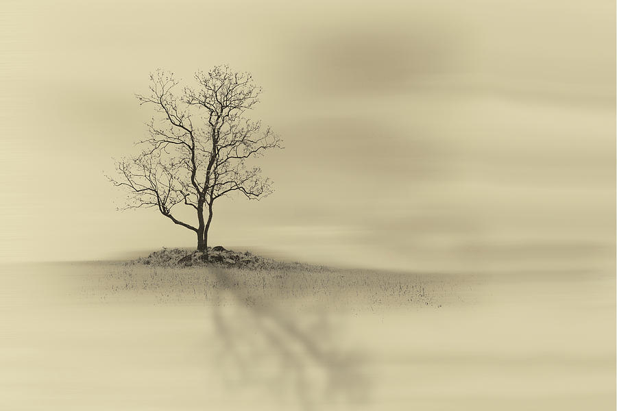 Lone Tree Photograph by Terri Schaffer - Lifes Color