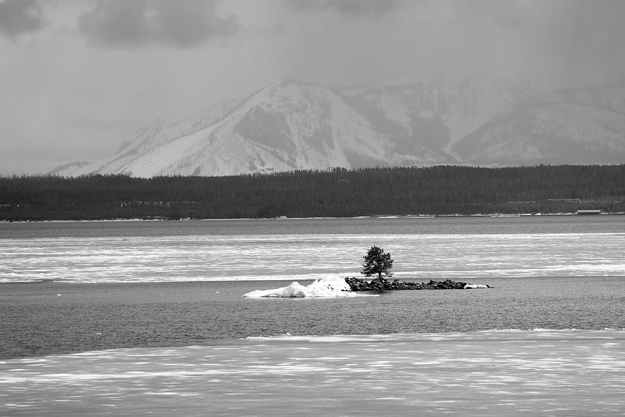 Lone Tree Yellowstone Lake Black and White Photograph by Bruce Gourley