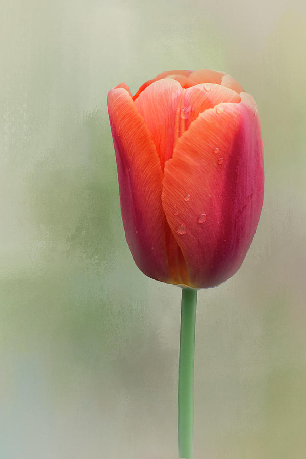 Lone Tulip Photograph by Eleanor Bortnick