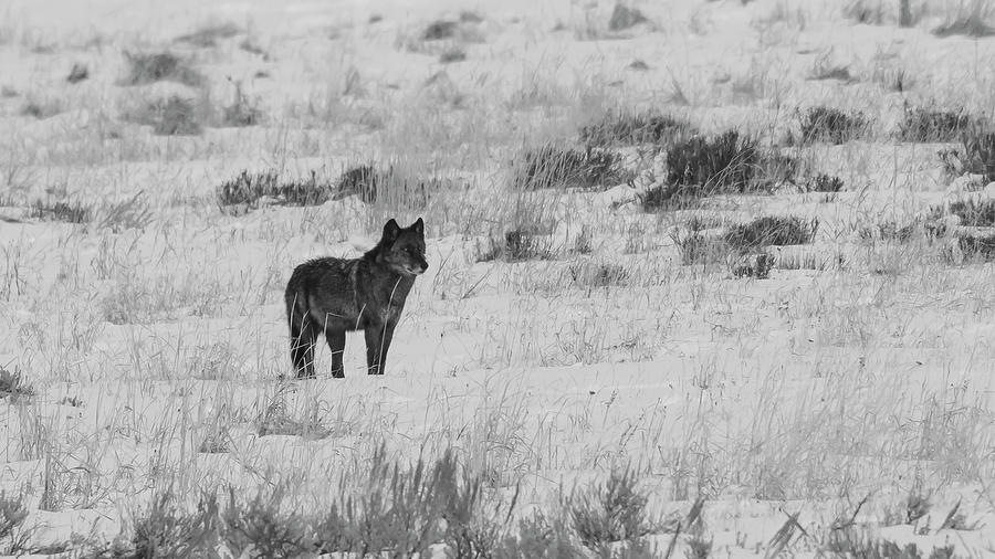 Lone Wolf Photograph by Patrick Nowotny