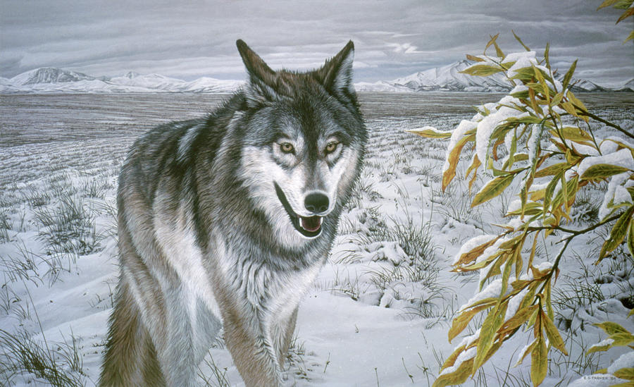 Lone Wolf Painting By Ron Parker - Pixels