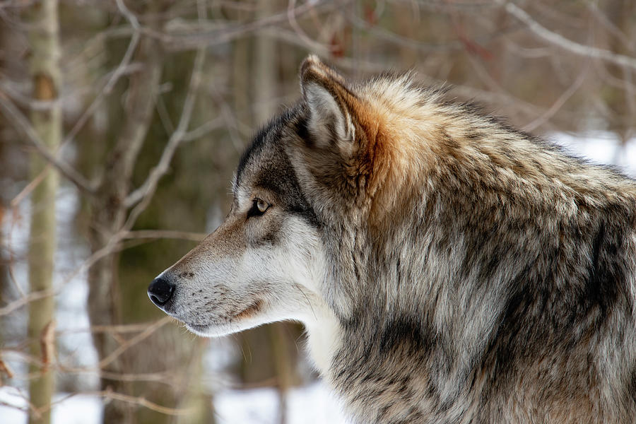 Lone Wolf Photograph by Rose Guinther