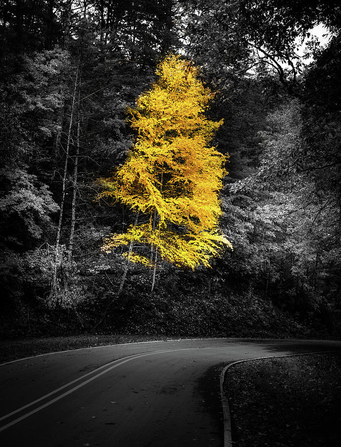 Lone Yellow Tree In The Curve Photograph by Greg and Chrystal Mimbs