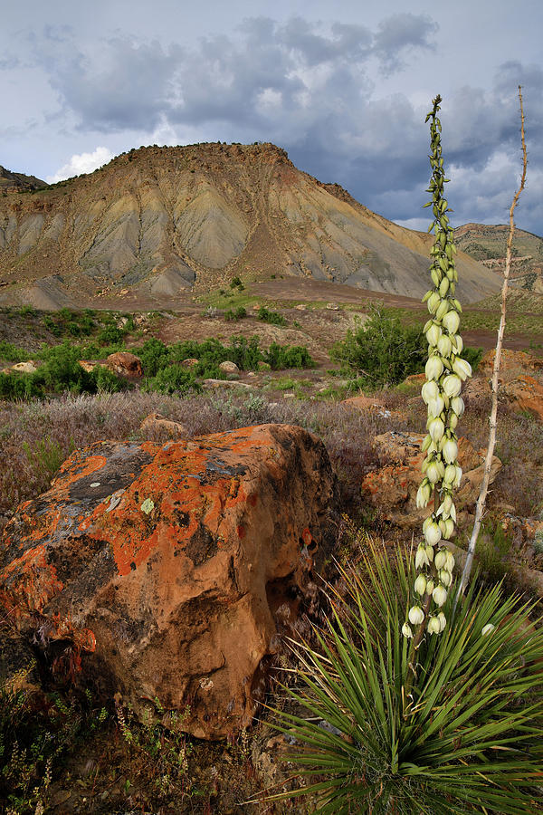 Lone Yucca at Book Cliffs Photograph by Ray Mathis