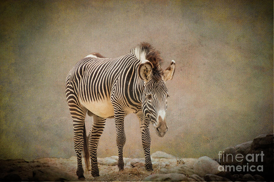 Lone Zebra Photograph by Judy Wolinsky