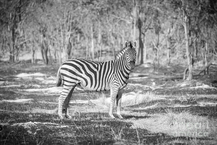 Lone Zebra  Photograph by Timothy Hacker