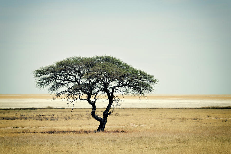 Lonely Acacia Tree In Etosha National Photograph by Brytta