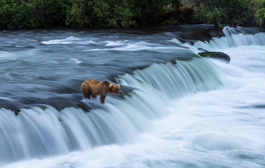 Salmon Photograph - Lonely Bear At The Waterfalls by Joy Pingwei Pan
