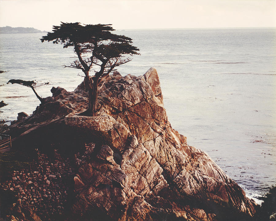 Lonely Cypress Photograph by William Kimble