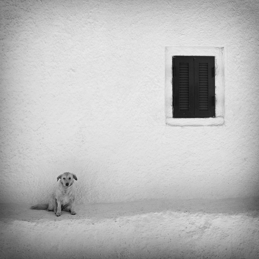 Dog Photograph - Lonely Dog by Carsten Meyerdierks